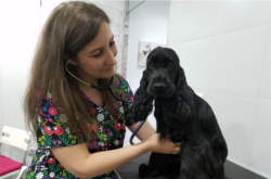 Álex auscultando un cocker