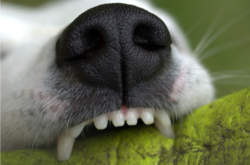 Perro jugando a moder un juguete con dientes sanos