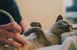 Ecografía de felino sin sedación