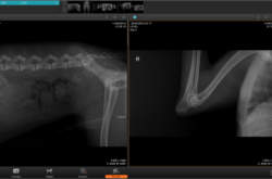 Examen radiológico de tórax y codos